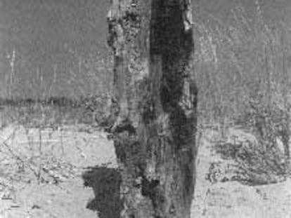 <b></b><i>Los árboles naufragados,</i> obra de José Badía tomada en La Gola (Girona) en 1997.
