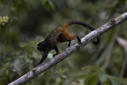 Un mono trepa por una rama en la selva amazónica, en Perú.