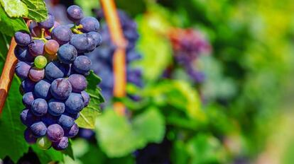 La cosecha de 2019 ha sido excelente en la Rioja Alavesa.