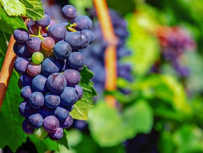 La cosecha de 2019 ha sido excelente en la Rioja Alavesa.