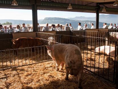 Los cerdos de la ecogranja de Salgot, en Aiguafreda (Barcelona), tienen camas de paja y son alimentados con piensos y productos ecológicos.