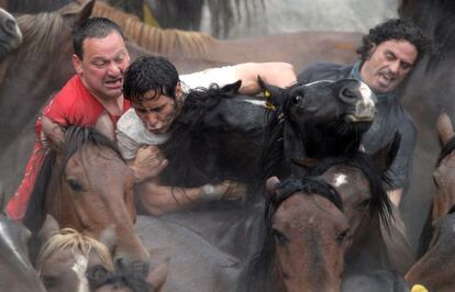 Varios aloitadores tratan de sujetar uno de los animales.