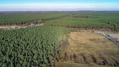 Bosque en la localidad de Grünheide, a 35 kilómetros de Berlín, donde Tesla asentará su primera fábrica europea.