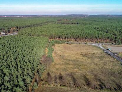 Bosque en la localidad de Grünheide, a 35 kilómetros de Berlín, donde Tesla asentará su primera fábrica europea.