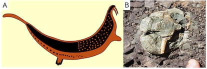 From left to right, a drawing of a horned serpent (by researchers George Stow and Dorothea Bleek) and a dicynodont skull photographed by the author in situ at the time of its discovery.