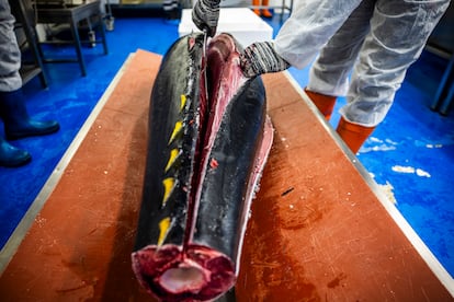 El experto ronqueador Cristian Tachi despieza un atún rojo en la nave de Cominport, en Madrid.
