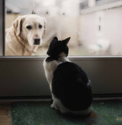 Gato mirando a un perro