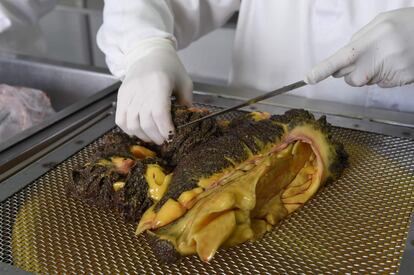 A worker handles sturgeon spawns at the sturgeon farm in Baygorria, 270km north of Montevideo, on August 31, 2016.
A Uruguayan firm, "Esturiones del Rio Negro", produces and exports since 2000 caviar under the brand "Black River Caviar", an atypical product from a country traditionally known as a beef exporter. / AFP PHOTO / MIGUEL ROJO