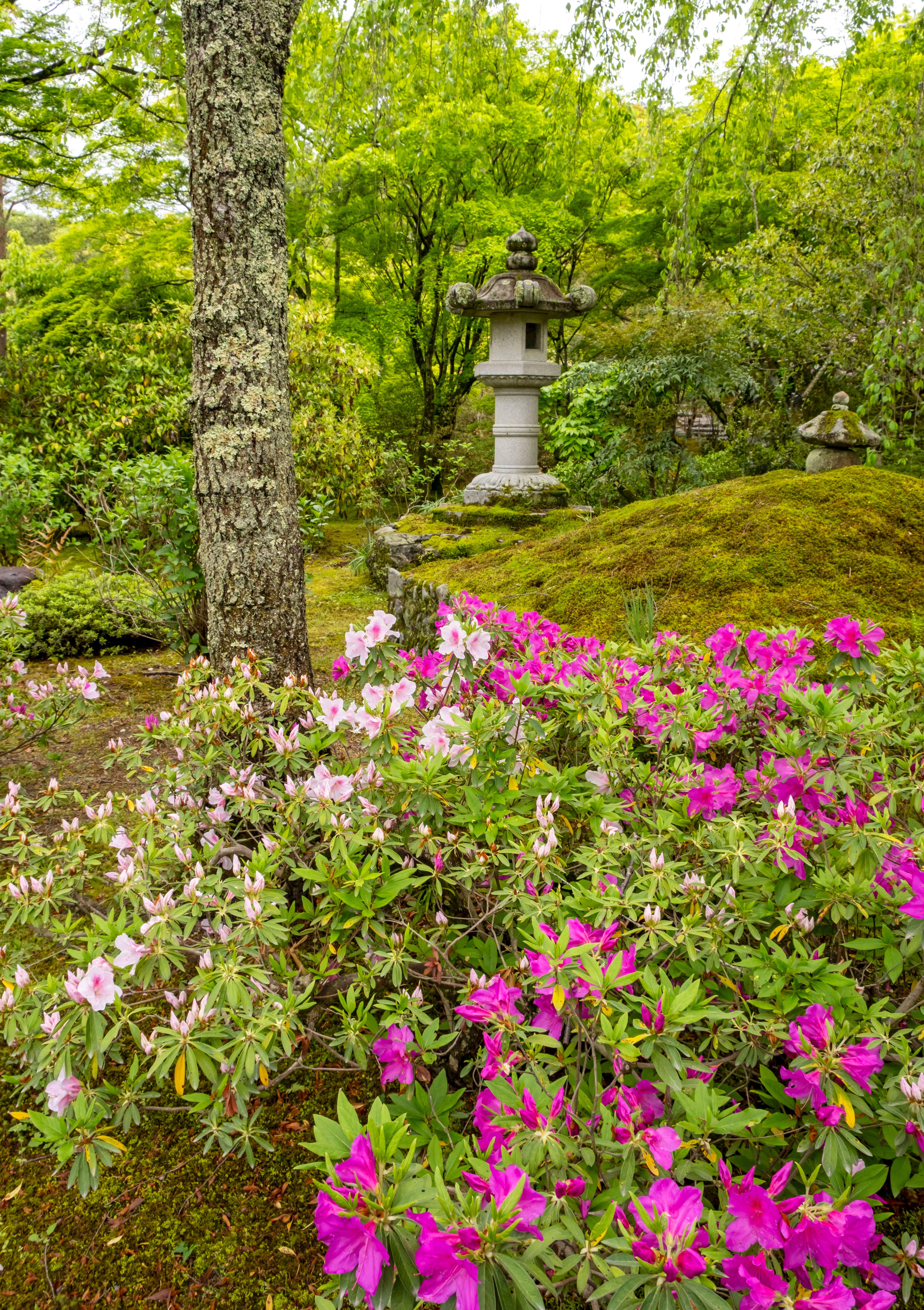 Los jardines del Templo del Dragón Celestial, Tenryu-ji.