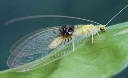 La nueva especie de crisopa fotografiada en Malasia.