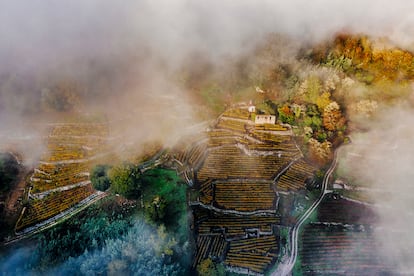 La viña que trabajó Emilio Rojo en Leiro (Ourense) está dispuesta en varios bancales y muros que dibujan la geometría del terreno. Es un lugar fresco y protegido, marcado por un especial microclima que potencia unas maduraciones lentas y complejas. 