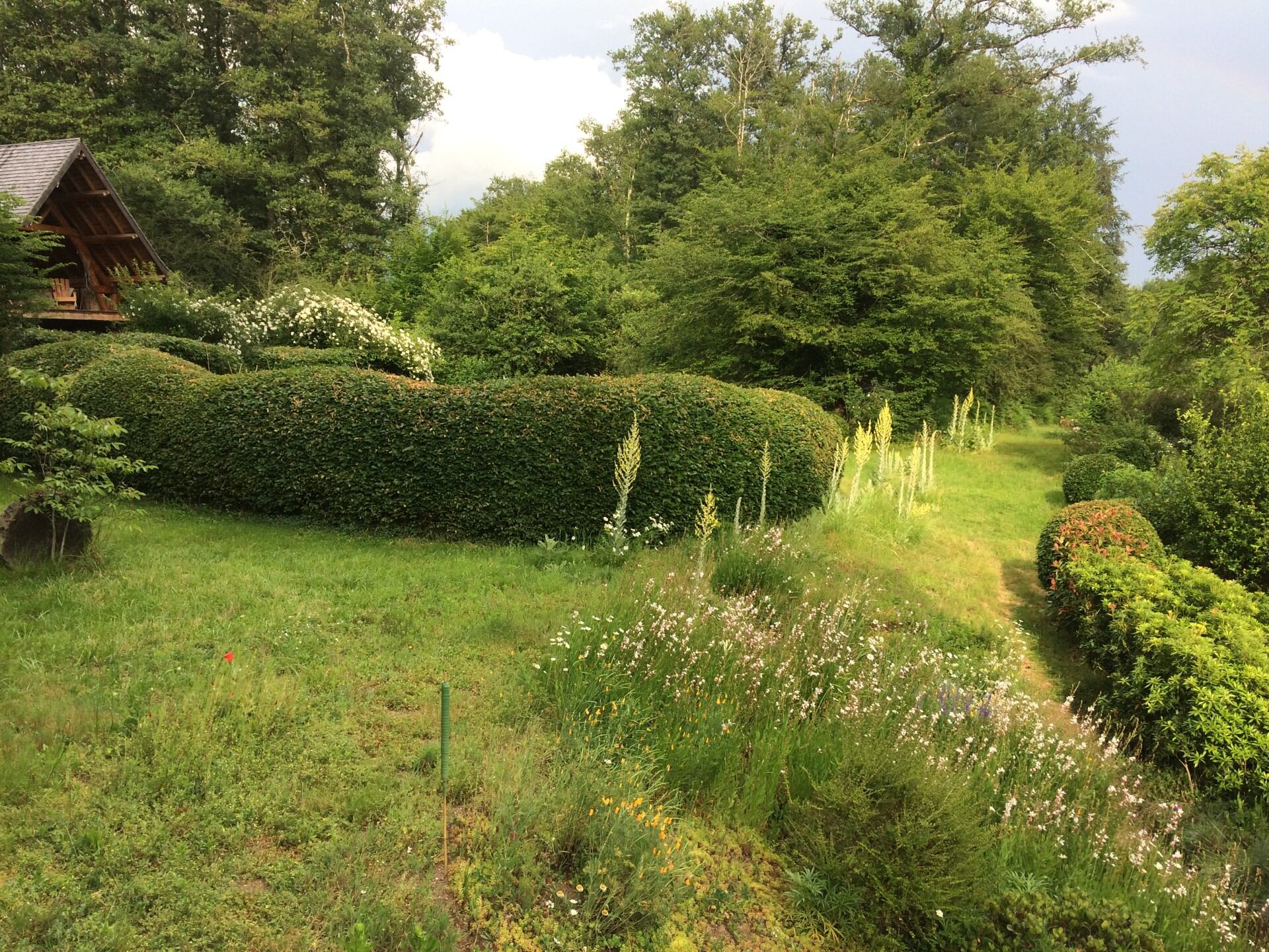 Las plantas espontáneas como el gordolobo tienen un lugar en el jardín.