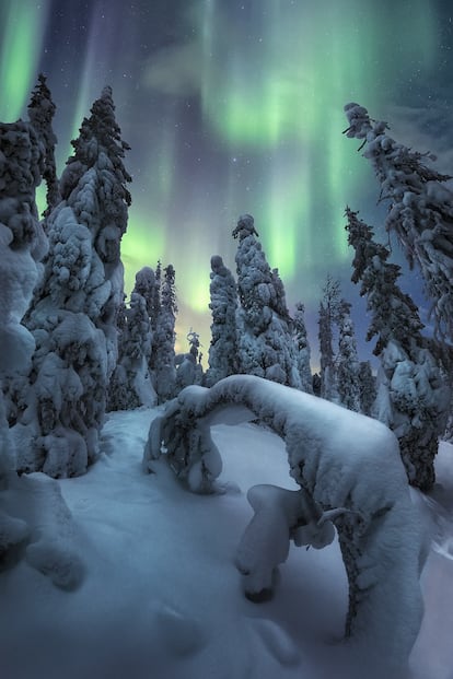 Parque Nacional Riisitunturi, Laponia finlandesa. 'Spirits of Winter'.