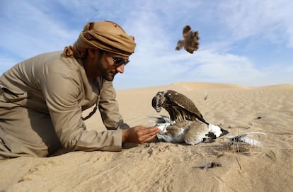 An Emirati man inspects the houbara bustard hunted by a falcon at the al-Marzoon Hunting reserve, 60 Kilometres south of Madinat Zayed, on February 1, 2016. / AFP / KARIM SAHIB