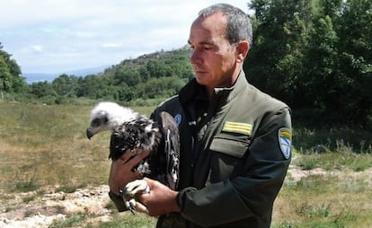 Una de las &aacute;guilas que solt&oacute; ayer la Xunta en el parque de O Xur&eacute;s, en Ourense.