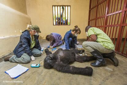 Um gorila de montanha olha pela janela para ver como os veterinários tratam uma fêmea de sua espécie no Parque Nacional Virunga, na República Democrática do Congo.