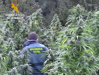 La Guardia Civil desmantela una plantación de marihuana en un monte de Burgos