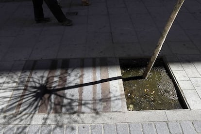 El baldeo y el drenaje deficiente provocan el encharcamiento y la muerte prematura de muchos de los árboles plantados en el distrito de Centro.