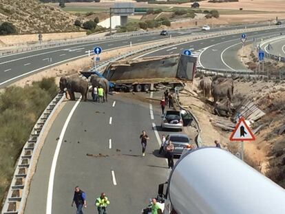 Vista del camión accidentado en la A-30 a la altura de Pozo Cañada y los elefantes que transportaba en la vía que ha tenido que ser cortada. 