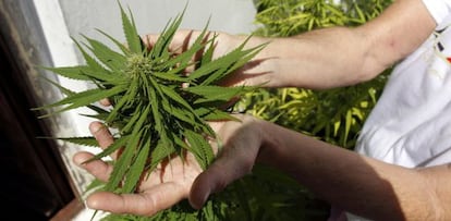 Un activista uruguayo en favor de la legalización de la marihuana en su casa de Montevideo.