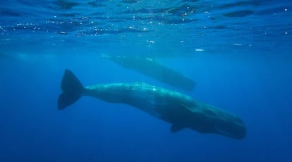 Cachalote sumergido en las islas Azores.