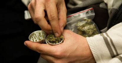 Un miembro de la Asociación Barcelonesa Canábica de Autoconsumo manipula marihuana.