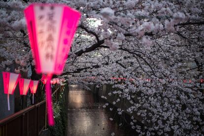 Varias linternas se balancean junto a los cerezos en flor en el río Meguro en Nakameguro, en Tokio (Japón), el 26 de marzo de 2018. 

