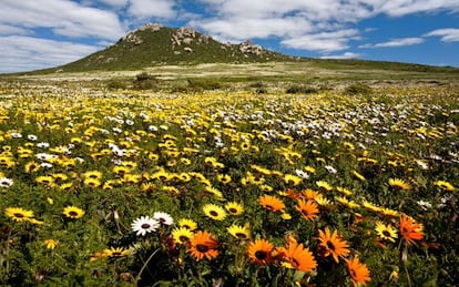 Manto de flores en el área restringida de Postberg, dentro del parque nacional West Coast, en Sudáfrica.