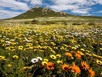 Manto de flores en el &aacute;rea restringida de Postberg, dentro del parque nacional West Coast, en Sud&aacute;frica.