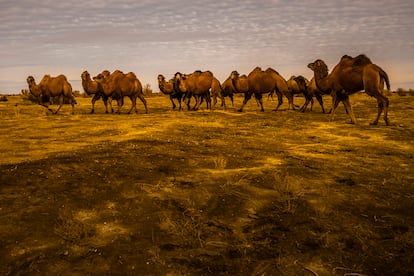 Una manada de camellos pasta en una zona desertificada que solía estar cubierta por el mar de Aral, en Kazajistán. 