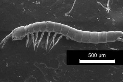 Ejemplar macho de <i>Paraiberobathynella fagei,</i> con 7 pares de patas y el octavo par transformado en pene.