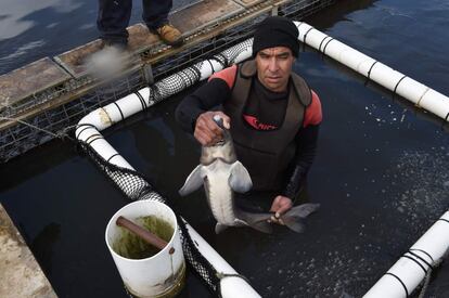 Sturgeons are measured to be selected at the sturgeon farm in Baygorria, 270km north of Montevideo, on August 31, 2016.
A Uruguayan firm, "Esturiones del Rio Negro", produces and exports since 2000 caviar under the brand "Black River Caviar", an atypical product from a country traditionally known as a beef exporter. / AFP PHOTO / MIGUEL ROJO