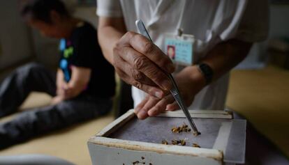 La medicina tradicional china usa aguijones de abeja contra el c&aacute;ncer.