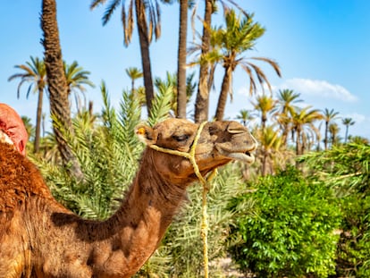 Un dromedario en el palmeral de Marraquech, el mayor oasis de Marruecos.