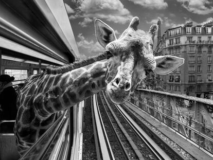 Safari por el metro de París