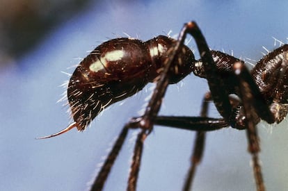 Aguijón de hormiga bala o paraponera.