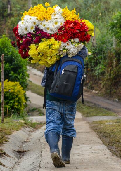 Desde hace 60 años, los silleteros seleccionan sus flores, las colocan en silletas y desfilan con ellas a la espalda en la última jornada de la Feria de Medellín.
