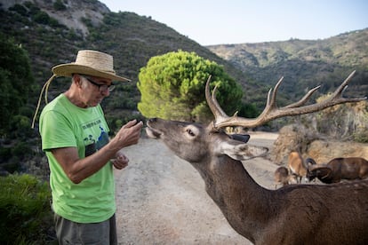 Antonio Calvo da de comer a un ciervo que vive en libertad en la Eco Reserva de Ojén, en Málaga.
