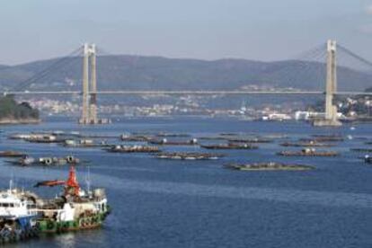 Vista de algunas bateas el pasado 10 de octubre en la Ría de Vigo con el puente de Rande al fondo. EFE/Archivo