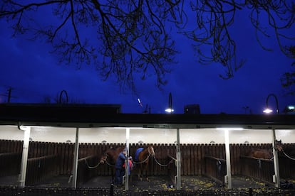 Los caballos de Mick Price, Le Bonsir y Extreme Choice, en los establos antes de iniciar la competición del Moonee Valley Racecourse en Melbourne (Australia).