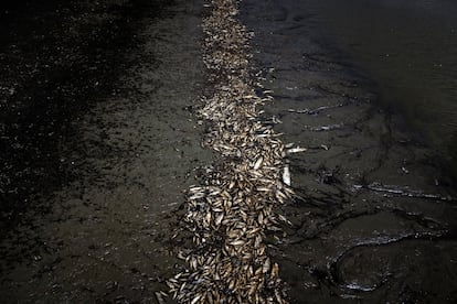 Thousands of fish have been killed by the rising water temperature and acidity in the Lago do Piranha Sustainable Development Reserve. Manacapuru, Brazil. September 27, 2023