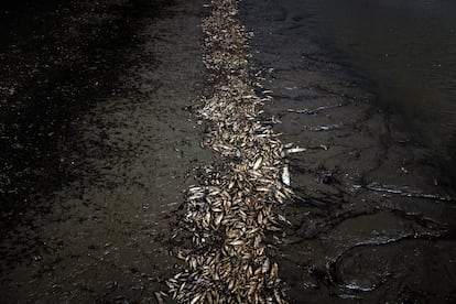 Miles de peces muertos en el Lago do Piranha, en Manacapuru (Brasil), el 27 de septiembre.