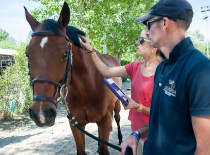 Son caballos, pero para muchos son mucho más. Los aficionados ven en ellos animales nobles y admirables; los jinetes, a compañeros de fatigas, y los inversores, un negocio que solo en España mueve ya más de 5.000 millones de euros al año (un 0,5% del PIB nacional). Muchos de los mejores del mundo se darán cita este fin de semana en Madrid en el Longines Global Champions Tour, un torneo privado fundado por el holandés Jan Tops, oro olímpico en la modalidad de salto en Barcelona 92, que hace seis años no lo dudó a la hora de gastar 12,5 millones de euros en Palloubet D’Hallong, un silla francés castaño. Su evento reunirá en Madrid a 140 jinetes, 230 caballos y repartirá cerca de un millón de euros en premios.