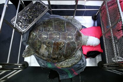 La tortuga descansa al lado de una bandeja repleta de las monedas que le han sido extraídas del estómago.