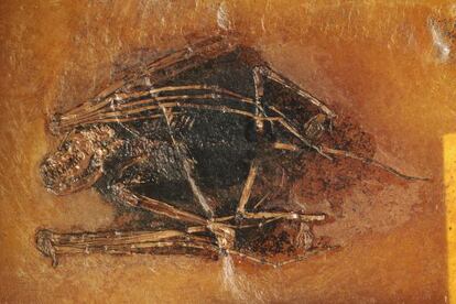 Este &#039;Palaeochiropteryx&#039;, un murci&eacute;lago ya extinto, es el primer mam&iacute;fero en el que se ha encontrado melanina.