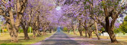 Un pasillo de jacarandas en flor, en Grafton (Australia).