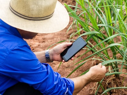 Un agricultor consulta su móvil en un campo de caña de azúcar de Mato Grosso (Brasil).