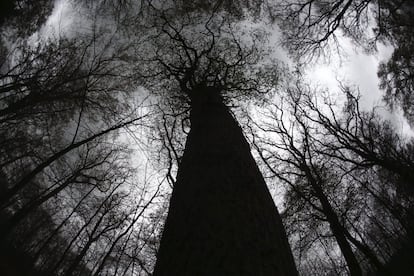 Vista general de varios árboles de hoja caduca desnudos en el bosque de Königsforst en Colonia (Alemania).