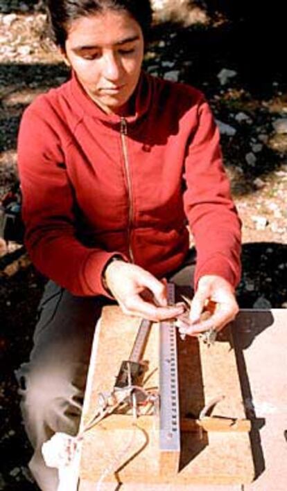 Una ornitóloga toma las medidas de un herrerillo capturado en Navacerrada.
