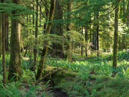 El bosque pluvial de Cathedral Grove en la Columbia Británica de Canadá.